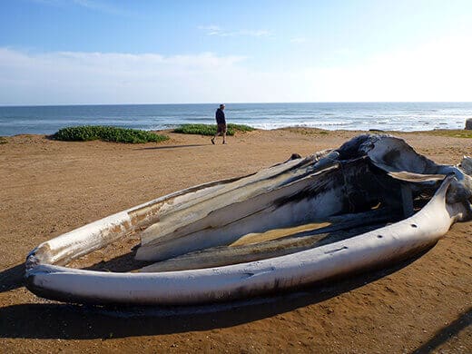 Whale bones