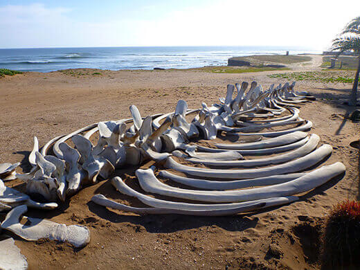 Whale vertebrae