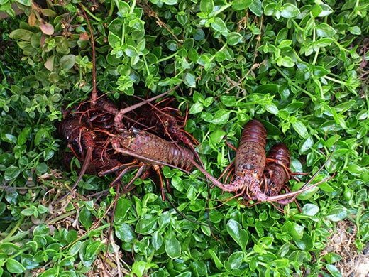 Fresh catch lobster