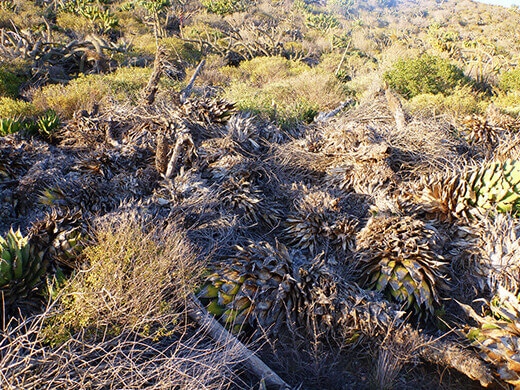 Dried yuccas