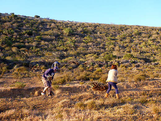 Scavenging for yuccas from the hillsides