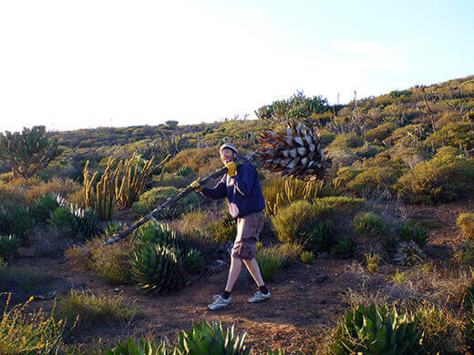 Scavenging for dried yuccas