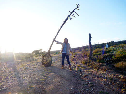Scavenging for dried yuccas