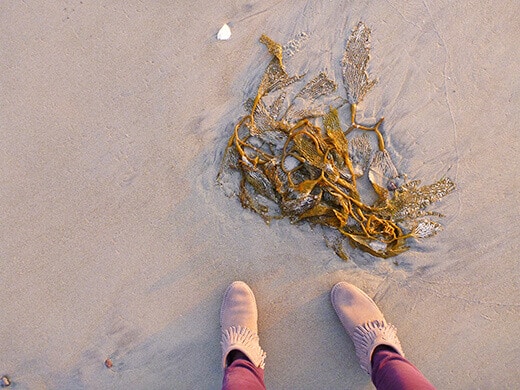Seaweed