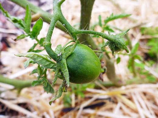 First tomato of the season