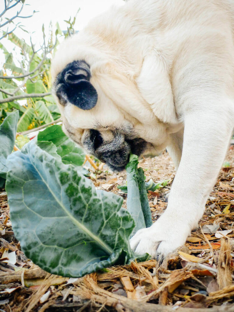 Broccoli leaves are edible