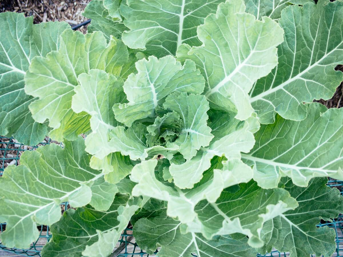 Mature broccoli plant