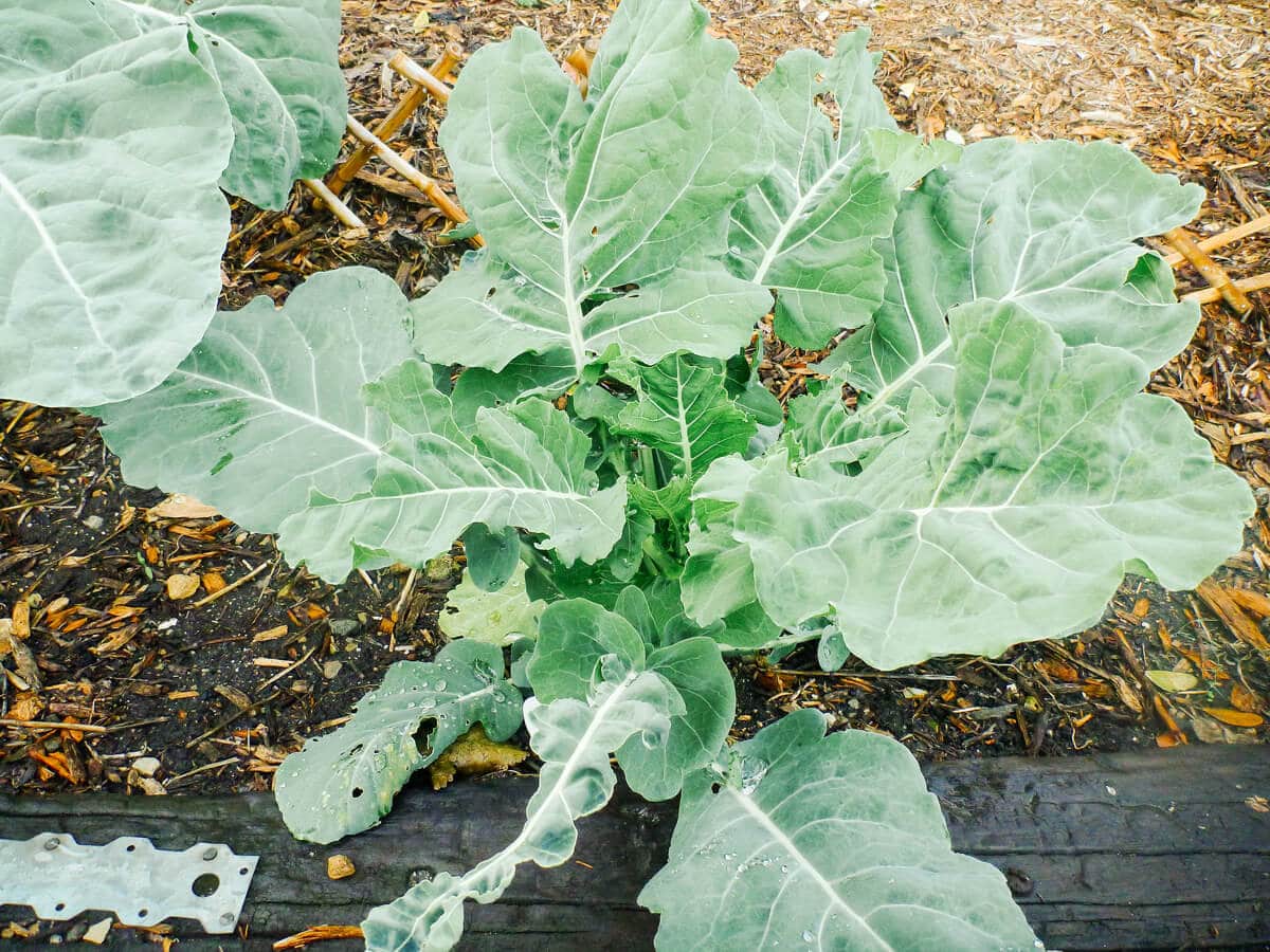 Broccoli leaves are a nutrient-dense green