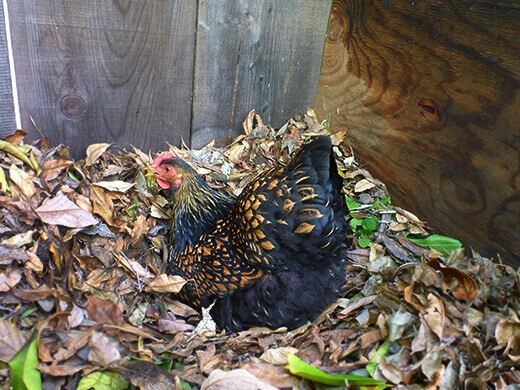 Iman in her nest box