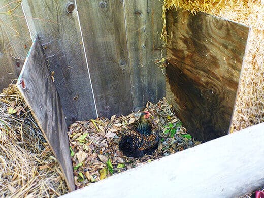 Making a nest in the leaf compost