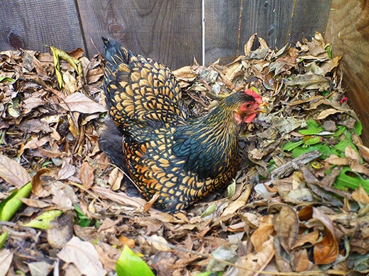 Iman getting ready to lay an egg