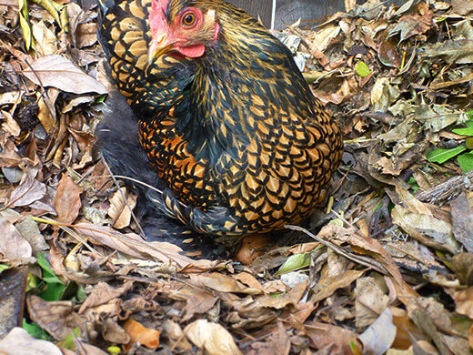 Look closely and you'll see a freshly laid egg