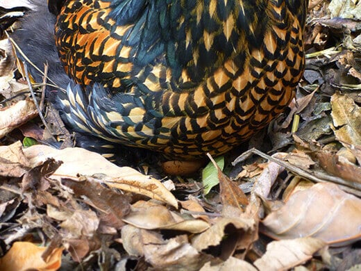 Iman laying an egg