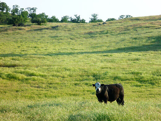 Happy cow