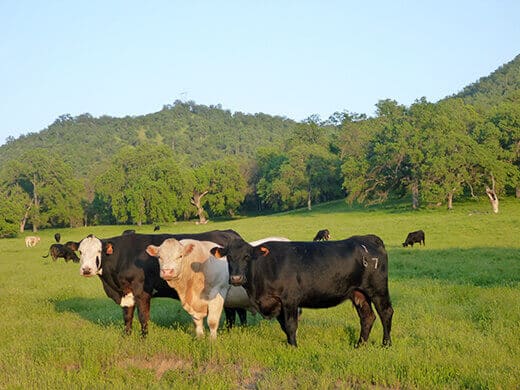 Happy cows