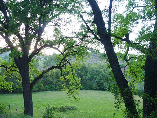 Sprawling oaks