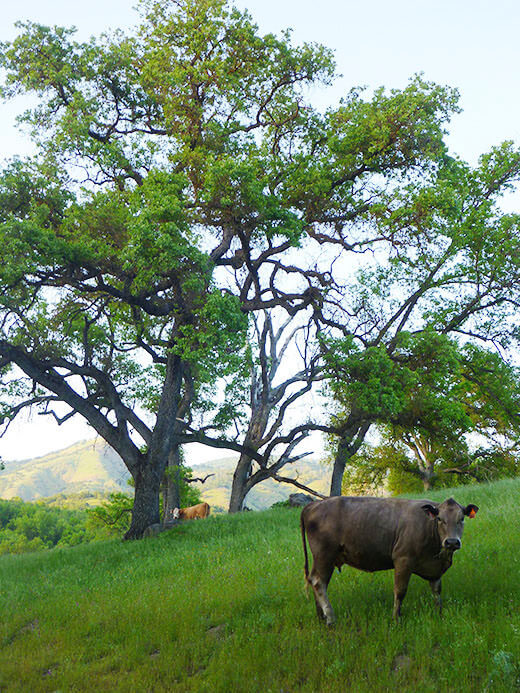 Happy cow