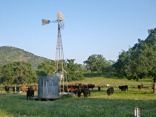 Cows grazing on rolling ranch land