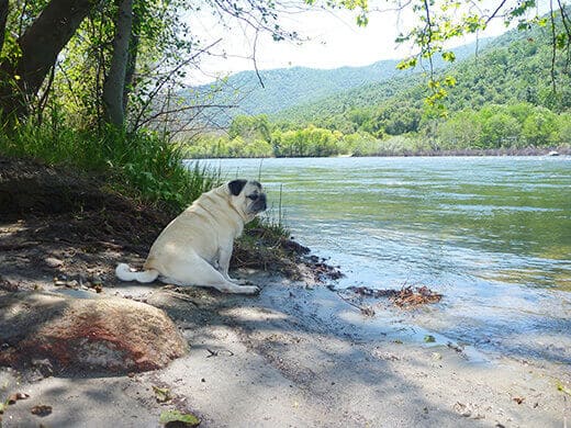 A lazy afternoon at Kings River