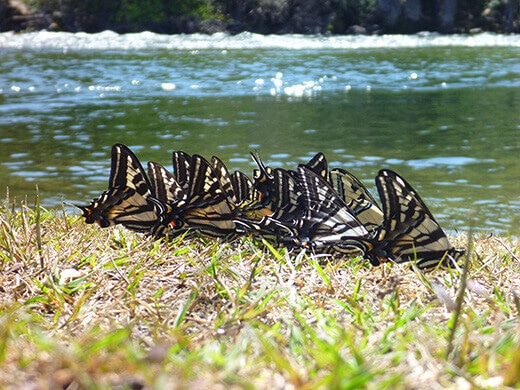 Butterfly send-off at Garnet Dike