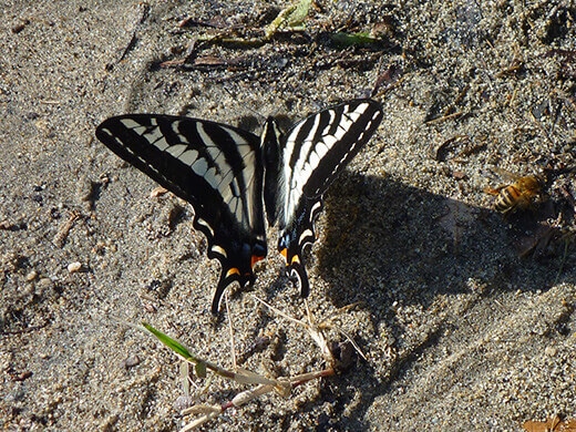 Beautiful "flutterby" on the river