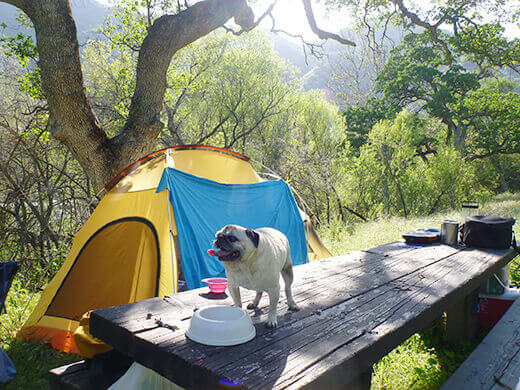 Panting pug at the campsite