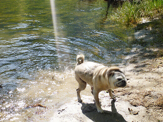 Cooling off in the Kings River