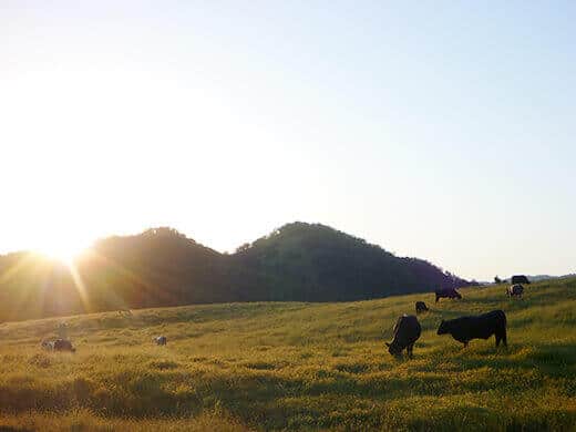 A waning sun over a meadow