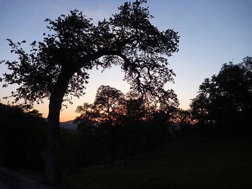 Sunset in the San Joaquin Valley