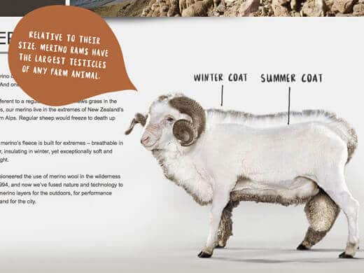 Ram testicles