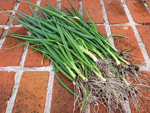 Green onion harvest