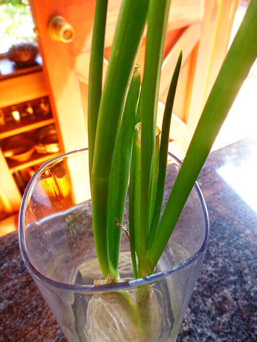 The green tops will regrow from the white bulb