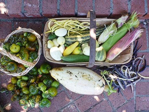 Peak of summer harvest
