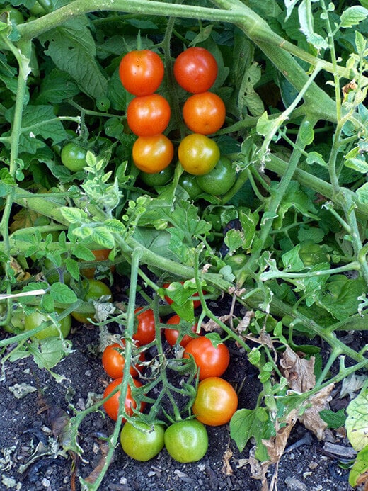 Cherry tomatoes