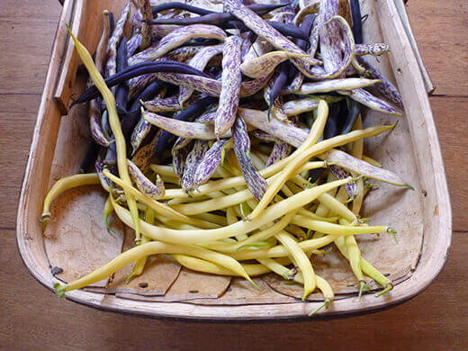 Three-bean harvest