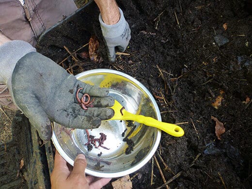 Collecting worms from the compost pile