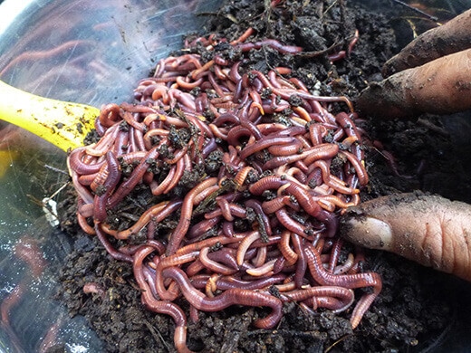 A pound of red wiggler worms