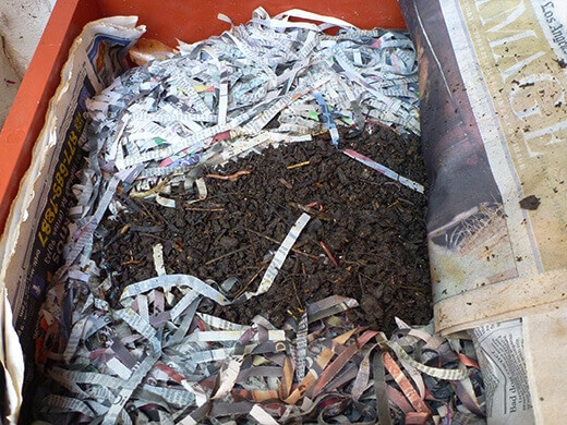 After a couple of days, worms will have burrowed under the newspaper