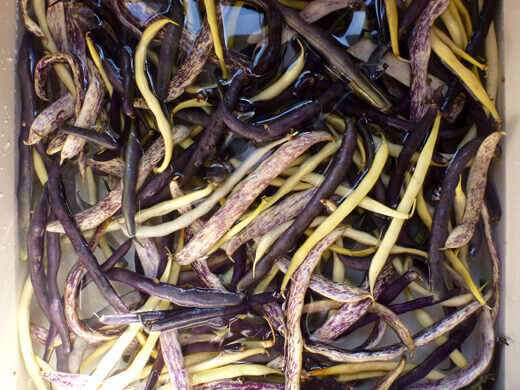 Final harvest of bush beans