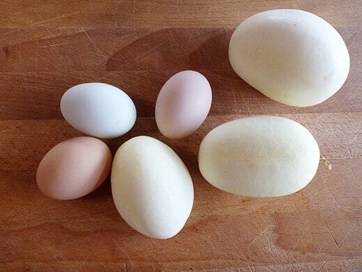 Dragon's Egg cucumbers with backyard eggs
