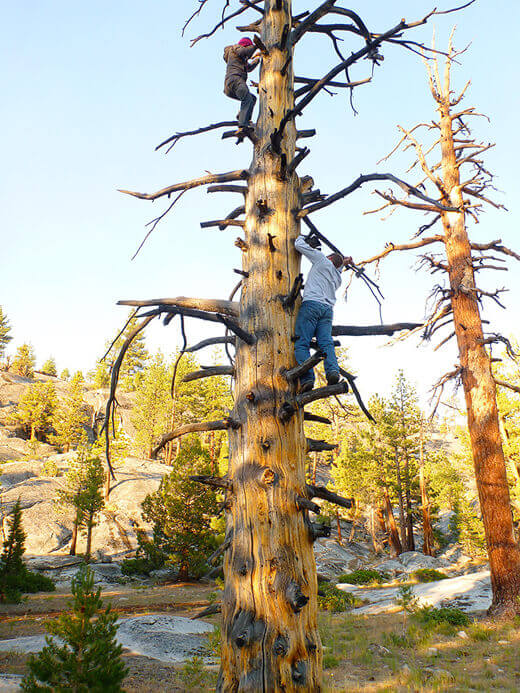 Chopping down firewood