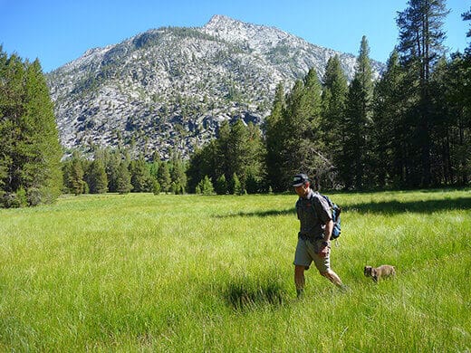 Lush green meadow