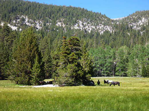 Wild horses