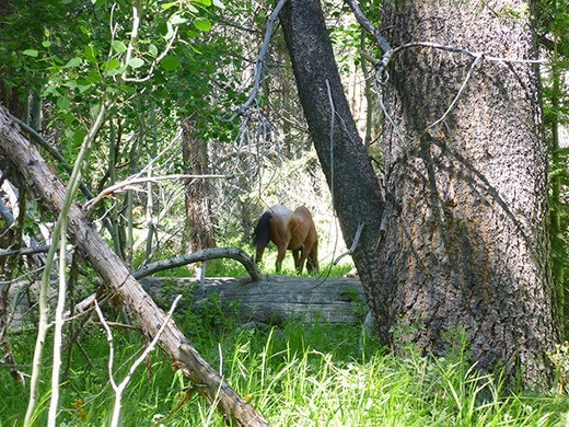 Wild horse