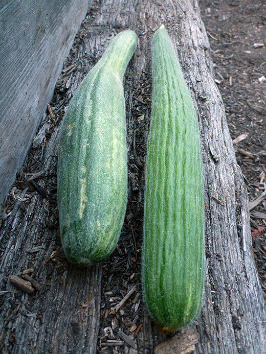 Metki dark green serpent melons