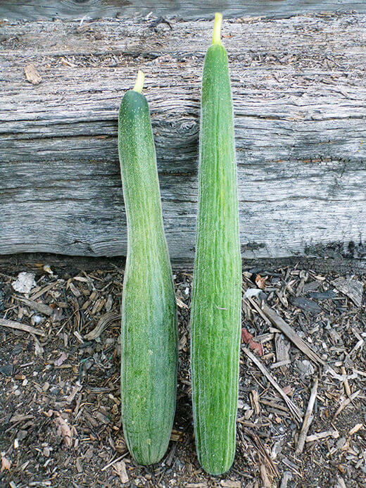 Metki Painted Serpent melon cucumbers