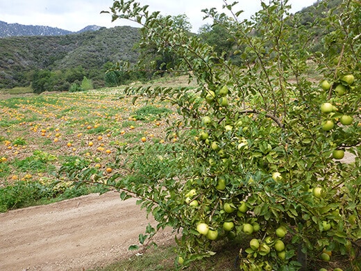 Apple orchards and pumpkin patches