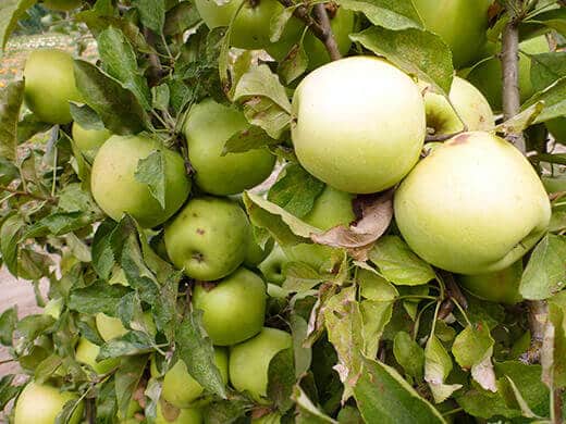 Fresh apples in fall