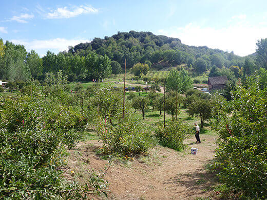 Apple orchard at Riley's Farm