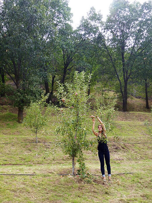 Apples within easy reach for picking